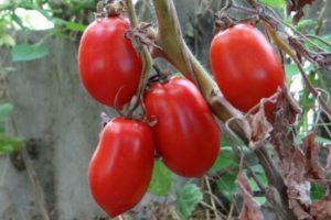 ลักษณะและลักษณะของมะเขือเทศพันธุ์ Red Sosulka