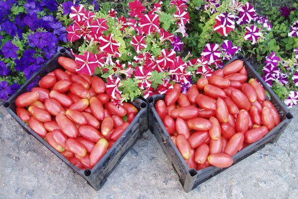 การเก็บเกี่ยวมะเขือเทศ