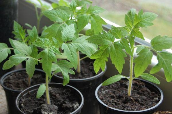 ถั่วงอกมะเขือเทศ