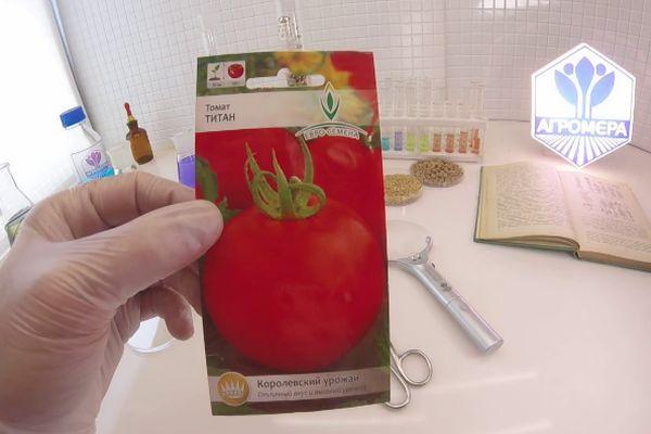 เมล็ดมะเขือเทศ