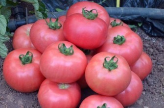 มะเขือเทศสีชมพู