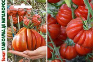 คำอธิบายมะเขือเทศ Tlacolula และคำแนะนำในการดูแล