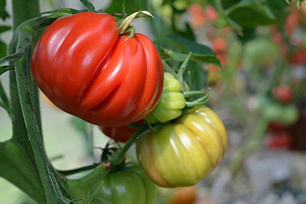 ทลาโคลูลา ไฮบริด