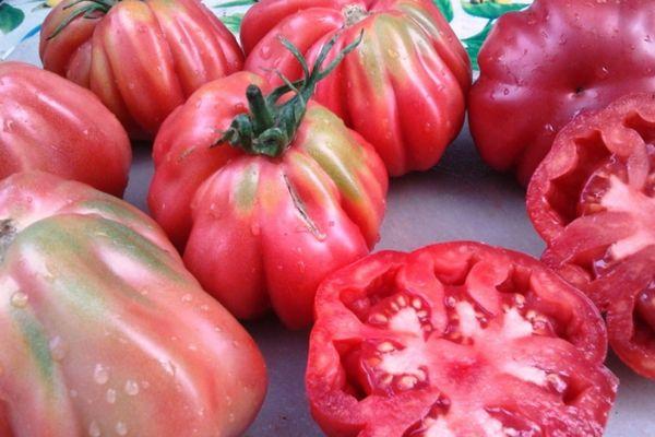 มะเขือเทศสีแดง