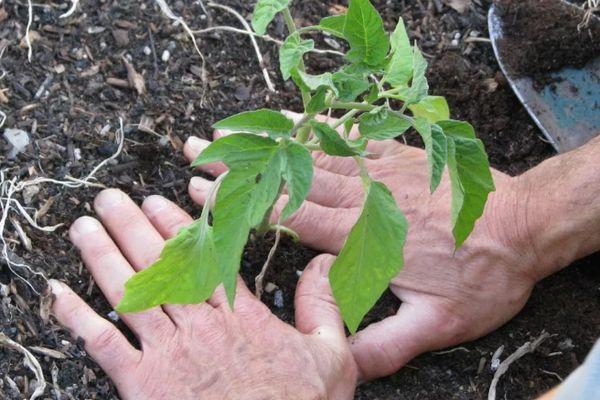 Planter des tomates