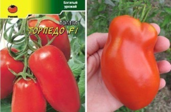 มะเขือเทศลูกผสม