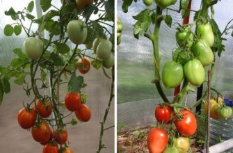 มะเขือเทศในเรือนกระจก