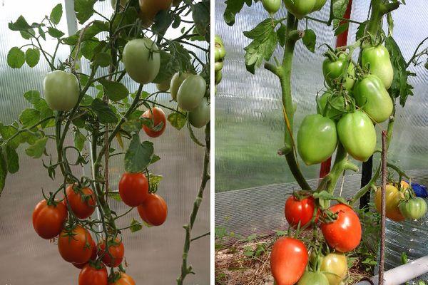 มะเขือเทศในเรือนกระจก