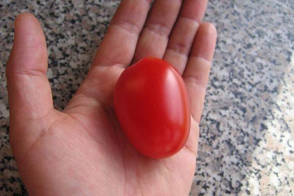 มะเขือเทศในฝ่ามือของคุณ