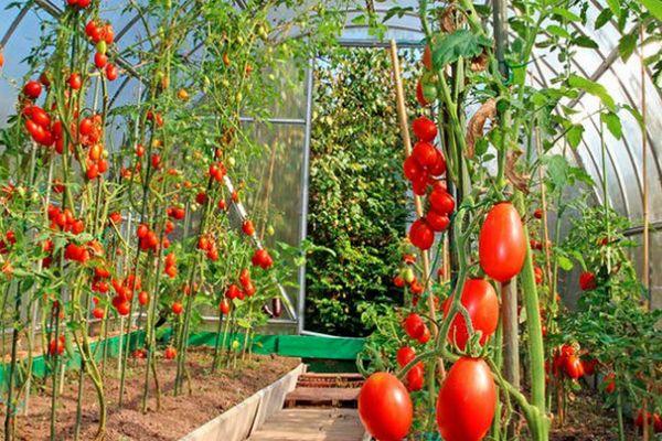 มะเขือเทศในเรือนกระจก