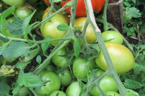 มะเขือเทศสีเขียว