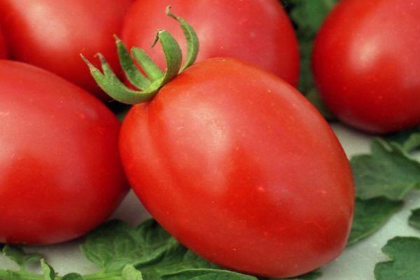 มะเขือเทศสุก