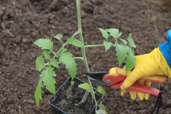 Tailler les tomates