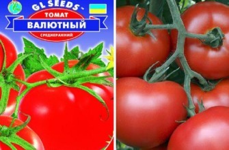 สกุลเงินมะเขือเทศ