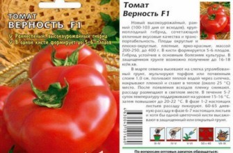 ลักษณะของมะเขือเทศ