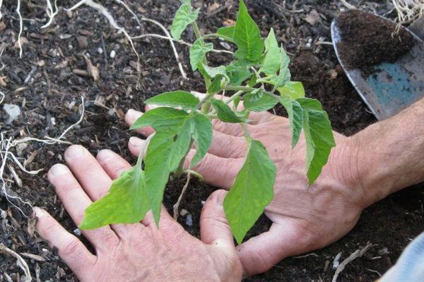 การย้ายปลูก