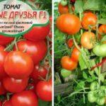 Tomates hybrides