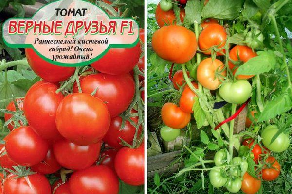 Tomates hybrides