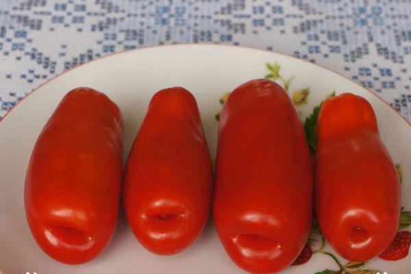 มะเขือเทศลูกผสม