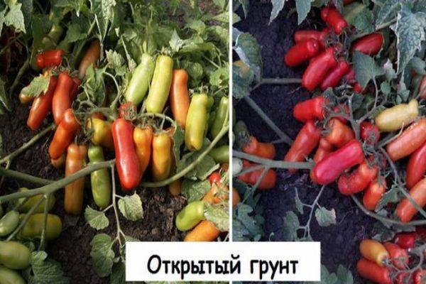 การปลูกมะเขือเทศ