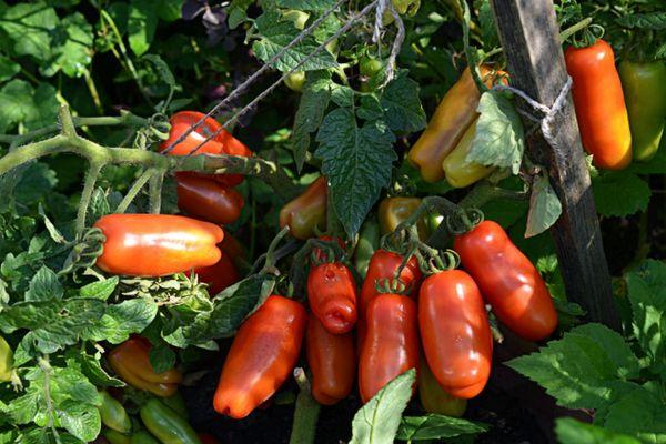 ต้นมะเขือเทศ