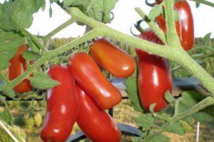 ลักษณะและลักษณะของมะเขือเทศ "Merry Gnome"