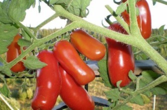 มะเขือเทศโนม