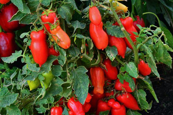 มะเขือเทศยาว