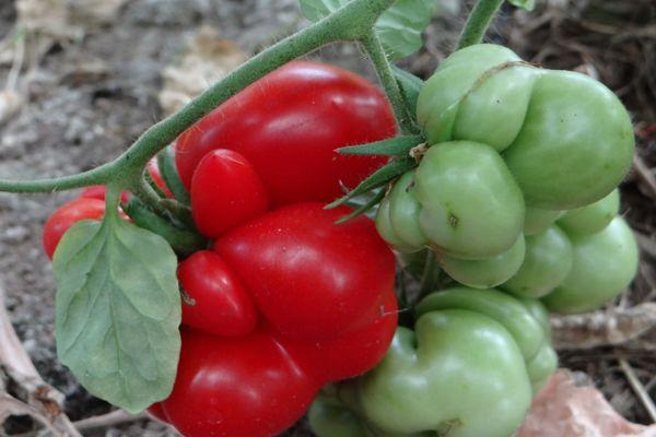 ต้นมะเขือเทศ