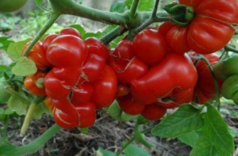 การเดินทางของมะเขือเทศ