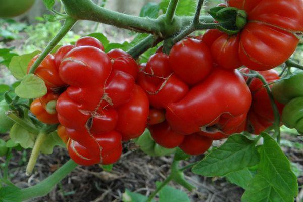 การเดินทางของมะเขือเทศ