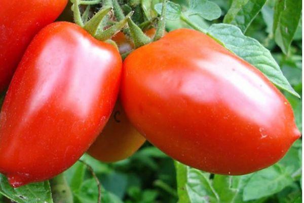 มะเขือเทศสุก