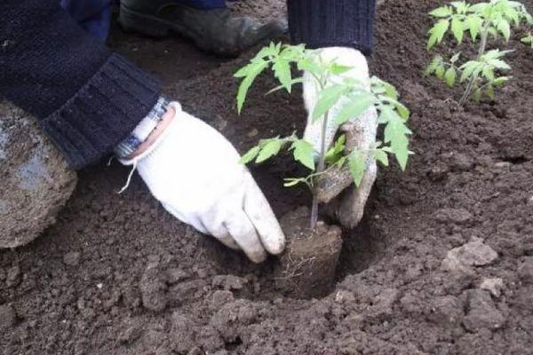 การปลูกมะเขือเทศ