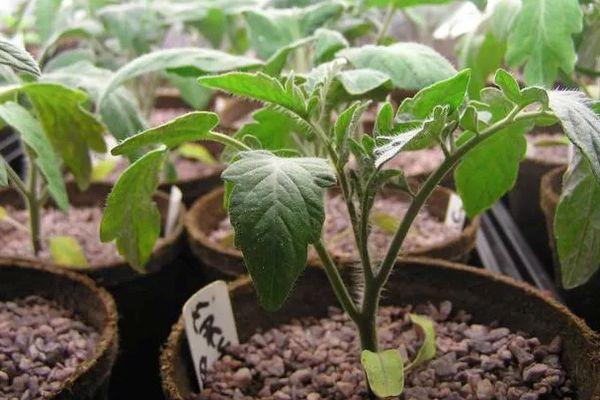 การปลูกมะเขือเทศ