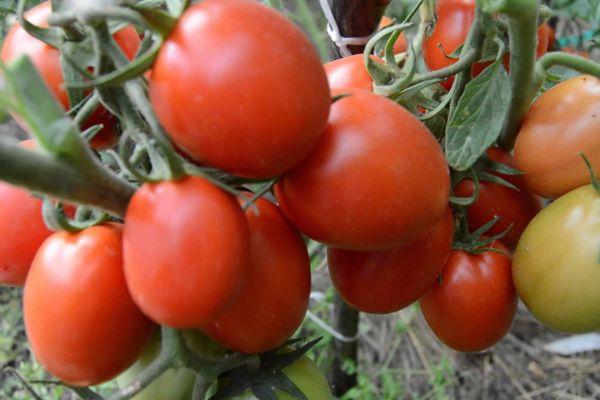 ผลมะเขือเทศ