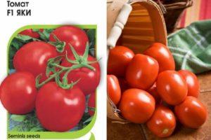 รายละเอียดของมะเขือเทศ Yaki F1 ลักษณะเด่น ข้อดี และเทคนิคการเพาะปลูก