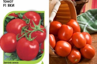 มะเขือเทศยากิ