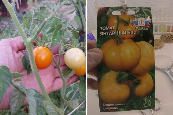 graines de tomates