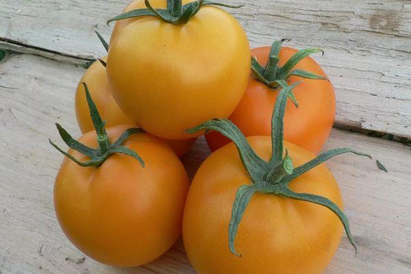 มะเขือเทศสีเหลือง