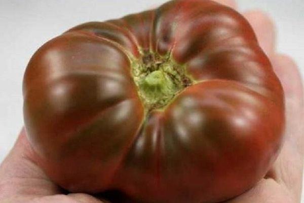 มะเขือเทศลูกใหญ่