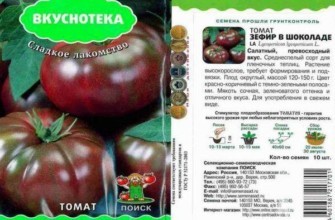 ลักษณะของมะเขือเทศ