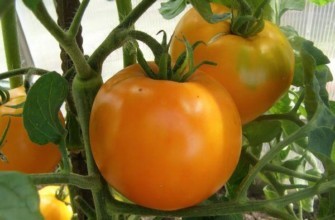 มะเขือเทศโกลดิล็อกส์