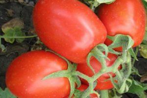 ลักษณะและลักษณะของมะเขือเทศพันธุ์ 6 Punto 7 F1 รีวิวจากชาวสวน