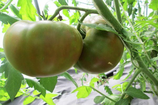 การปลูกมะเขือเทศ