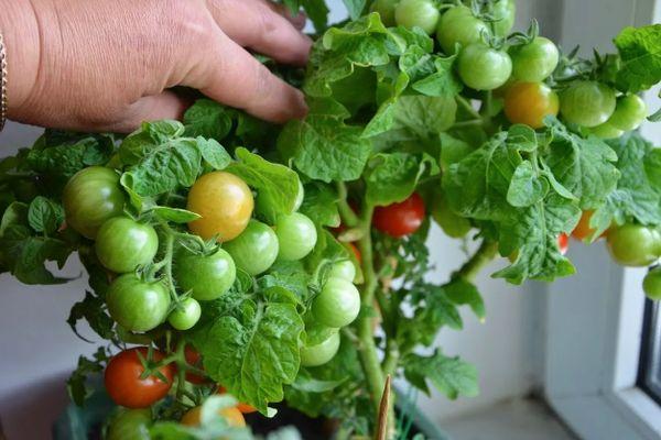 ต้นมะเขือเทศ