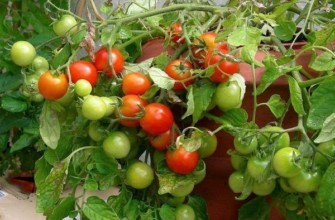 มะเขือเทศกริโกราชิก