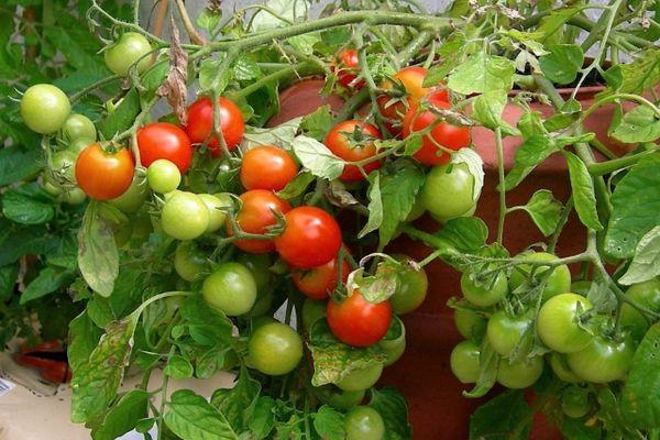 มะเขือเทศกริโกราชิก