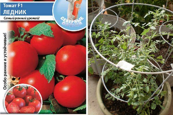 มะเขือเทศธารน้ำแข็ง