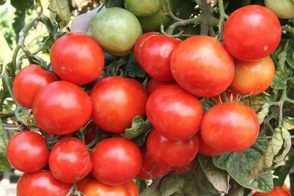 มะเขือเทศสุก