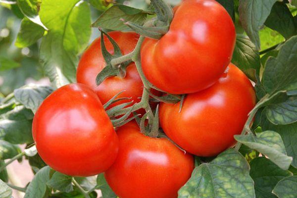 ต้นมะเขือเทศ